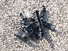 2G1FB1E39D9****** Wrecked 2013 Chevrolet Camaro in Illinois State