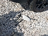 3FA6P0H77FR****** Wrecked 2015 Ford Fusion in Missouri State