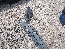 4T1B61HK1KU****** Salvage and Wrecked 2019 Toyota Camry in Houston North