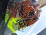 1HD1BWV12HB****** Salvage 2017 Harley-Davidson Heritage Softail Classic in Tennessee State