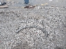 1FTPW14576K****** Wrecked 2006 Ford F-150 in South Carolina State