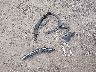 KL4MMBS27LB****** Wrecked 2020 Buick Encore in Louisiana State