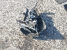 WAU2GAFC6GN****** Wrecked 2016 Audi A7 in North Carolina State