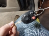 1FADP3K23JL****** Salvage 2018 Ford Focus in South Dakota State