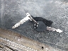 1FUJA6DR4BD****** Repairable 2011 Freightliner Conventional in Specialty Division