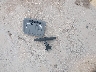 1GCRWBEH0LZ****** Destrozados 2020 Chevrolet Silverado 1500 en Estado de Texas