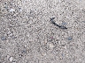 5NPE24AF0GH****** Destrozados 2016 Hyundai Sonata en Estado de Wisconsin
