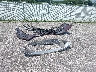 1C3CCCFB0HN****** Salvamento 2017 Chrysler 200 en Estado de Indiana