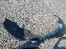 1YVHZ8BH0D5****** Wrecked 2013 Mazda 6 in Tennessee State