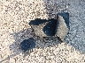 1G1105S3XHU****** Wrecked 2017 Chevrolet Impala in Texas State