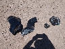 1HD1KBC1XPB****** Salvage 2023 Harley-Davidson FLHXS in Arizona State