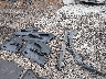 JHMGD38638S****** Wrecked 2008 Honda Fit in Virginia State