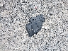 JTDKN3DU3A0****** Wrecked 2010 Toyota Prius in Ohio State