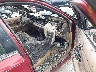 2FALP74W6VX****** Used and Repairable 1997 Ford Crown Victoria in Illinois State