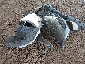 1FAHP2F87DG****** Wrecked 2013 Ford Taurus in Arizona State