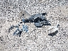JN8AS5MV3CW****** Wrecked 2012 Nissan Rogue in Ohio State