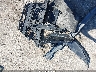 1HGCV1F39JA****** Wrecked 2018 Honda Accord in Rhode Island State