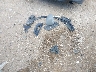 5J6RW1H59JL****** Wrecked 2018 Honda CR-V in Texas State