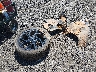 KNAG64J78T5****** Wrecked 2026 Kia K5 in South Carolina State