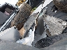 1FT8W3DM3TE****** Destrozados 2026 Ford F-350 en Estado de California
