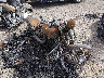 1HD1PT9129Y****** Salvage and Wrecked 2009 Harley-Davidson Fxstsse3 in Tulsa