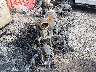 1HD1PT9129Y****** Used and Repairable 2009 Harley-Davidson Fxstsse3 in Oklahoma State