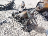 1HD1PY914AB****** Salvage and Wrecked 2010 Harley-Davidson Flstse in Tulsa