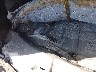 1GKKRNED2FJ****** Repairable 2015 GMC Acadia