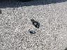 5J6RM4H71DL****** Wrecked 2013 Honda CR-V in Iowa State