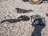 KNDPMCAC4H7****** Wrecked 2017 Kia Sportage in Texas State