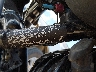 56KDMABH3N3****** Reparables 2022 Indian Chief en Rec Rides Online Exclusive