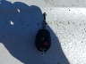 JTDKDTB35C1****** Salvamento 2012 Toyota Prius C en Estado de Washington