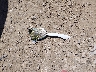 JTJYARBZ4K2****** Wrecked 2019 Lexus NX 300 in Texas State