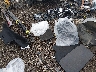 1HGCY1F29SA****** Repairable 2025 Honda Accord