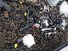 1HGCY1F29SA****** Salvage and Wrecked 2025 Honda Accord in Ohio State