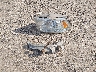 1C6RR7NT3DS****** Salvage 2013 RAM 1500 in Kansas State