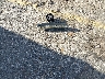 WA1LHAF72JD****** Salvage 2018 Audi Q7 in Texas State