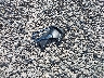 1C4PJMDB3FW****** Wrecked 2015 Jeep Cherokee in Pennsylvania State