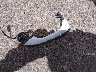 KL4AMBS27RB****** Destrozados 2024 Buick Encore en Estado de Colorado