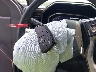 1GC4KPEY5SF****** Repairable 2025 Chevrolet Silverado 2500 in Greensboro