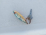 SHA2284***** Salvage 1999 Shamrock 22' in Florida State