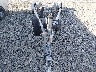 1M5BA242371****** Used 2007 Magic Tilt Boat Trailer 24' Ltj in Charlotte