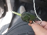 1FMCU9GD5JU****** Salvage 2018 Ford Escape in New York State