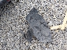 KNMAT2MV1GP****** Destrozados 2016 Nissan Rogue en Estado de Virginia Occidental