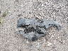 3TMDZ5BN9GM****** Destrozados 2016 Toyota Tacoma en Estado de Virginia Occidental
