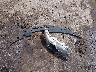 4T1BF1FKXCU****** Wrecked 2012 Toyota Camry in West Virginia State