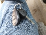 5TELU42N35Z****** Salvamento 2005 Toyota Tacoma en Estado de Virginia Occidental