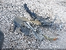 1N4AL2AP3AN****** Wrecked 2010 Nissan Altima in Arkansas State