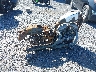1HD4CR2129K****** Salvamento y Destrozados 2009 Harley-Davidson Xl883 en Estado de Nueva York