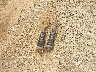 JHLRD1860XC****** Wrecked 1999 Honda CR-V in New York State